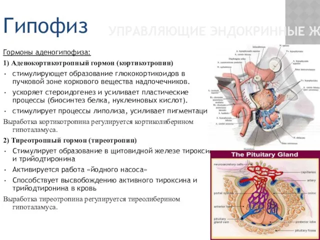 УПРАВЛЯЮЩИЕ ЭНДОКРИННЫЕ ЖЕЛЕЗЫ Гормоны аденогипофиза: 1) Аденокортикотропный гормон (кортикотропин) стимулирующет