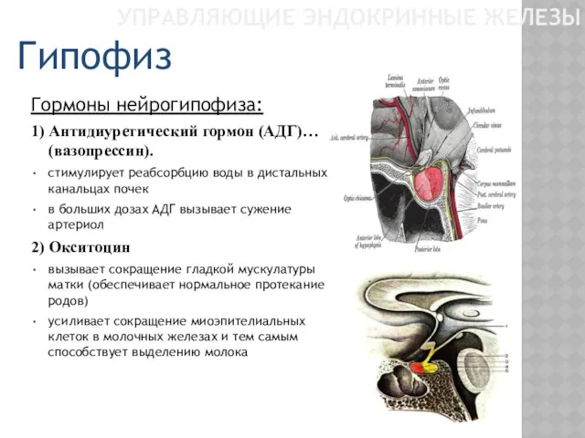 УПРАВЛЯЮЩИЕ ЭНДОКРИННЫЕ ЖЕЛЕЗЫ Гормоны нейрогипофиза: 1) Антидиуретический гормон (АДГ)… (вазопрессин).