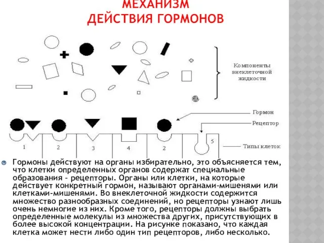 МЕХАНИЗМ ДЕЙСТВИЯ ГОРМОНОВ Гормоны действуют на органы избирательно, это объясняется