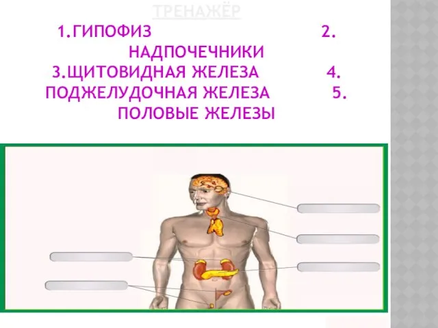 ТРЕНАЖЁР 1.ГИПОФИЗ 2.НАДПОЧЕЧНИКИ 3.ЩИТОВИДНАЯ ЖЕЛЕЗА 4.ПОДЖЕЛУДОЧНАЯ ЖЕЛЕЗА 5.ПОЛОВЫЕ ЖЕЛЕЗЫ