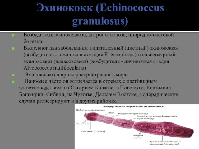 Эхинококк (Echinococcus granulosus) Возбудитель эхинококкоза, антропозооноза, природно-очаговой болезни. Выделяют два