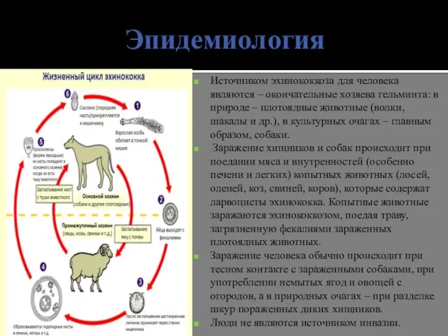 Эпидемиология Источником эхинококкоза для человека являются – окончательные хозяева гельминта: