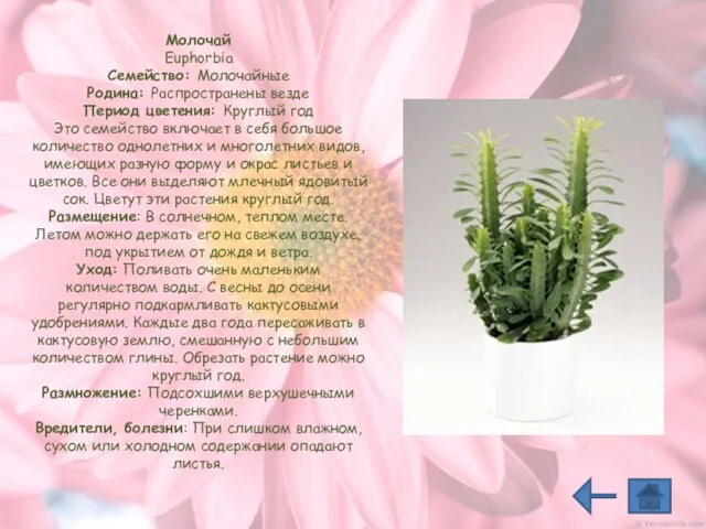 Молочай Euphorbia Семейство: Молочайные Родина: Распространены везде Период цветения: Круглый