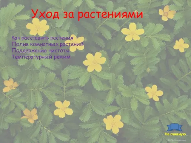 Уход за растениями Как расставить растения Полив комнатных растений Поддержание чистоты Температурный режим