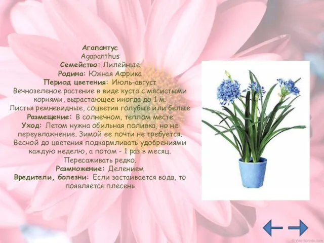 Агапантус Agapanthus Семейство: Лилейные Родина: Южная Африка Период цветения: Июль-август