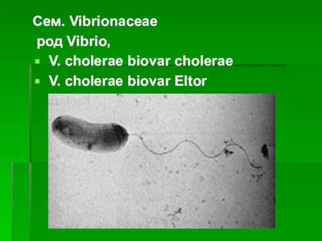 Сем. Vibrionaceae род Vibrio, V. cholerae biovar cholerae V. cholerae biovar Eltor