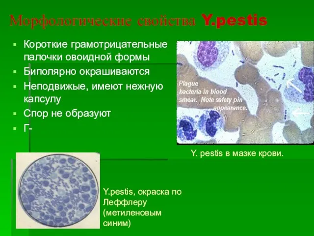 Морфологические свойства Y.pestis Короткие грамотрицательные палочки овоидной формы Биполярно окрашиваются