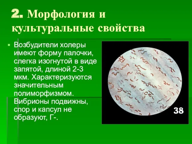 2. Морфология и культуральные свойства Возбудители холеры имеют форму палочки,