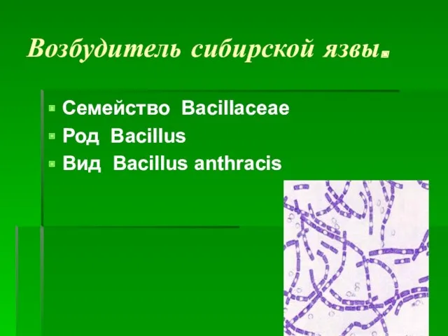 Возбудитель сибирской язвы. Семейство Bacillaceae Род Bacillus Вид Bacillus anthracis