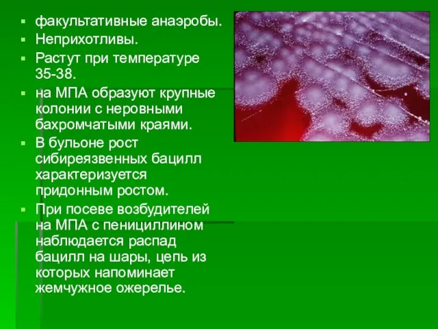 факультативные анаэробы. Неприхотливы. Растут при температуре 35-38. на МПА образуют