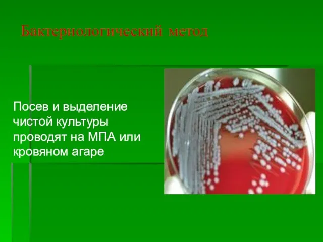 Бактериологический метод Посев и выделение чистой культуры проводят на МПА или кровяном агаре
