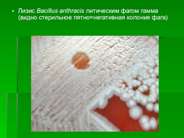 Лизис Bacillus anthracis литическим фагом гамма (видно стерильное пятно=негативная колония фага)