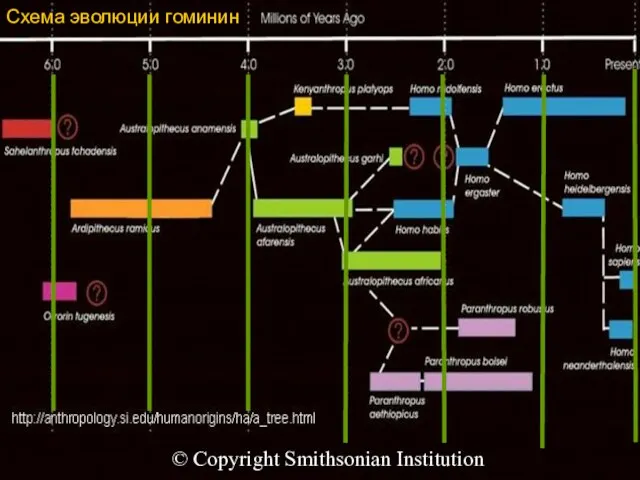 Схема эволюции гоминин © Copyright Smithsonian Institution