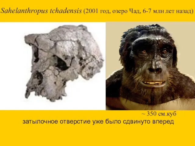 Sahelanthropus tchadensis (2001 год, озеро Чад, 6-7 млн лет назад)