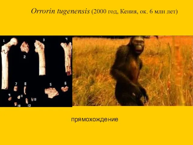 Orrorin tugenensis (2000 год, Кения, ок. 6 млн лет) прямохождение