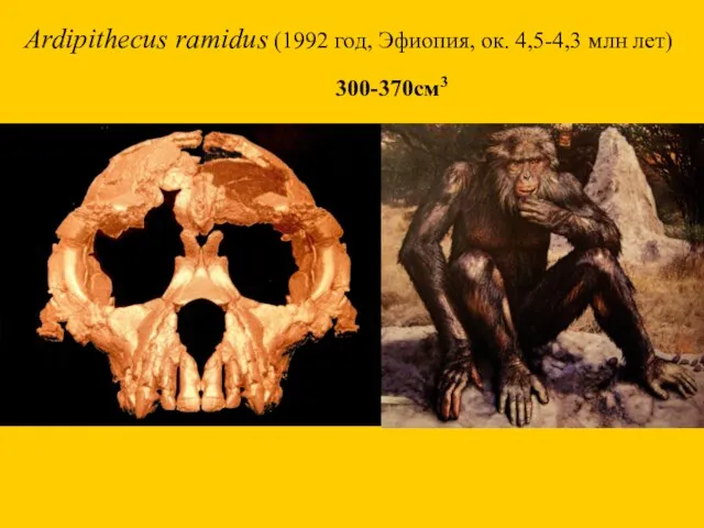 Ardipithecus ramidus (1992 год, Эфиопия, ок. 4,5-4,3 млн лет) 300-370см3