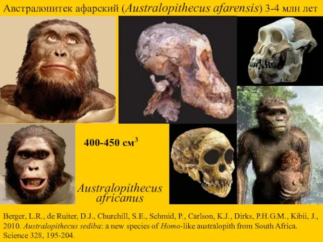 Австралопитек афарский (Australopithecus afarensis) 3-4 млн лет Berger, L.R., de