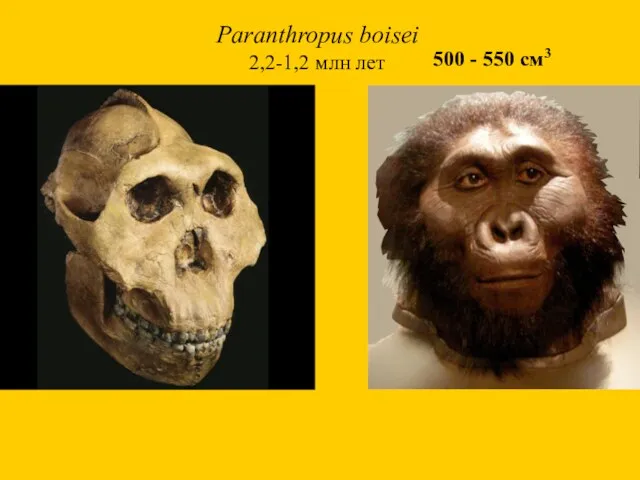 Paranthropus boisei 2,2-1,2 млн лет 500 - 550 см3