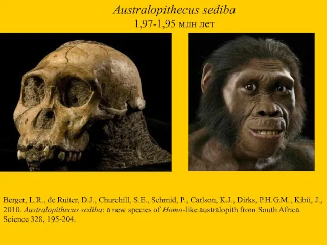 Australopithecus sediba 1,97-1,95 млн лет Berger, L.R., de Ruiter, D.J.,