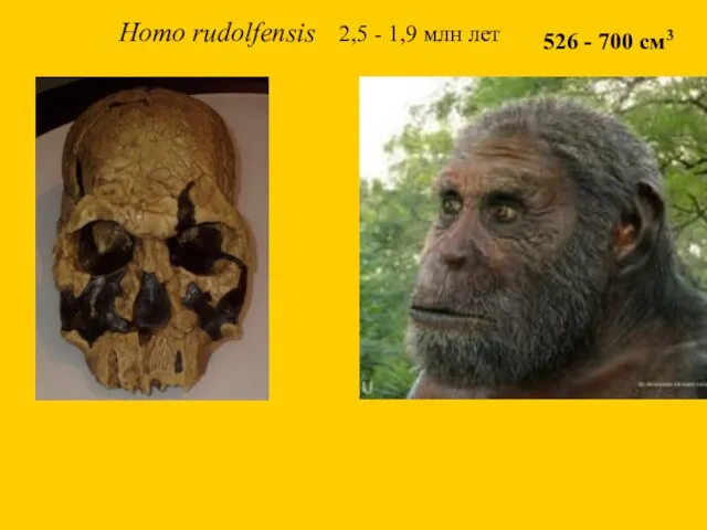 Homo rudolfensis 2,5 - 1,9 млн лет 526 - 700 см3