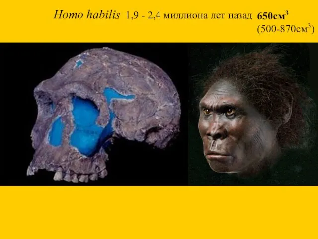 Homo habilis 1,9 - 2,4 миллиона лет назад 650см3 (500-870см3)