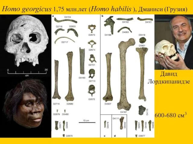 Homo georgicus 1,75 млн.лет (Homo habilis ), Дманиси (Грузия) Давид Лордкипанидзе 600-680 см3