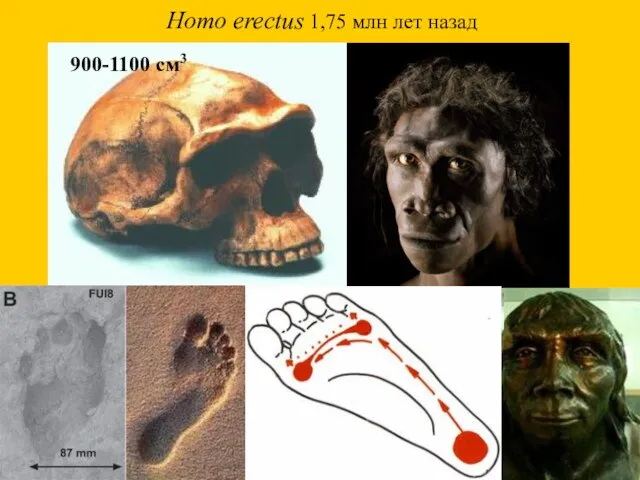 Homo erectus 1,75 млн лет назад 900-1100 см3