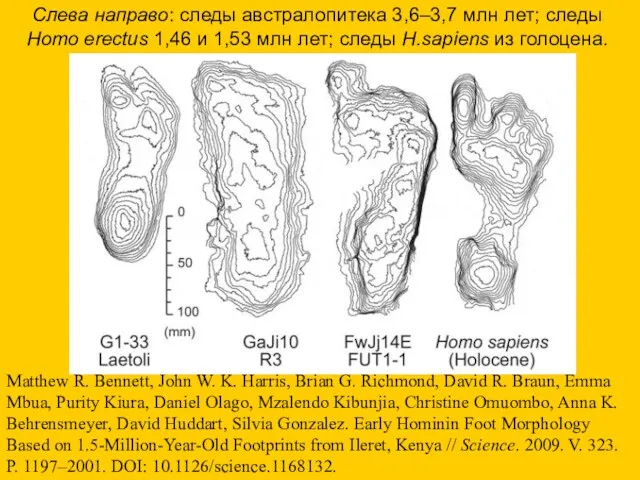 Слева направо: следы австралопитека 3,6–3,7 млн лет; следы Homo erectus