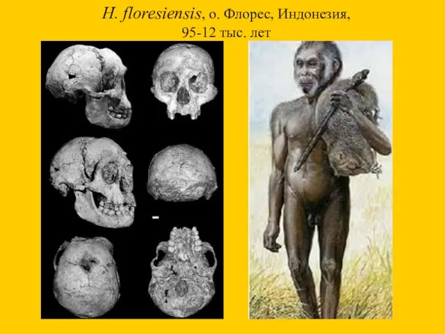 H. floresiensis, о. Флорес, Индонезия, 95-12 тыс. лет