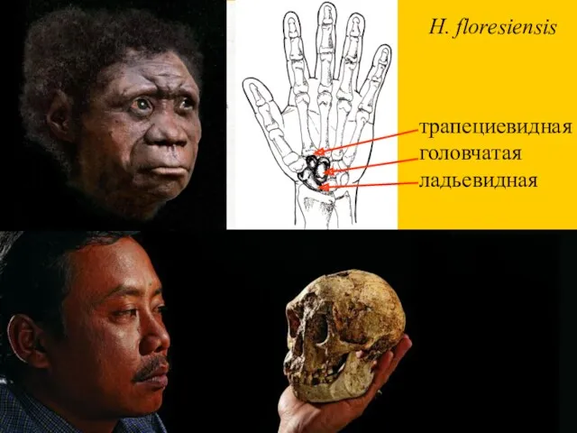 трапециевидная головчатая ладьевидная H. floresiensis