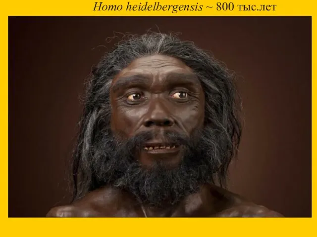 Homo heidelbergensis ~ 800 тыс.лет