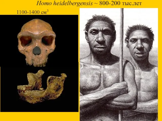 Homo heidelbergensis ~ 800-200 тыс.лет 1100-1400 см3