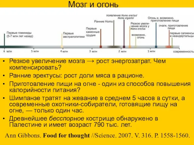 Мозг и огонь Резкое увеличение мозга → рост энергозатрат. Чем