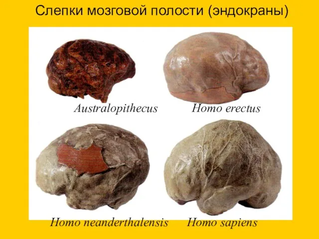 Слепки мозговой полости (эндокраны) Australopithecus Homo erectus Homo neanderthalensis Homo sapiens