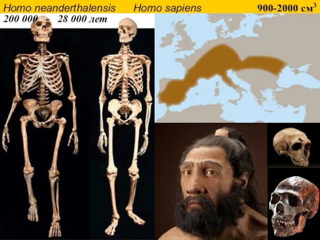 Homo neanderthalensis Homo sapiens 900-2000 см3 200 000 - 28 000 лет