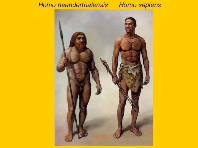 Homo neanderthalensis Homo sapiens