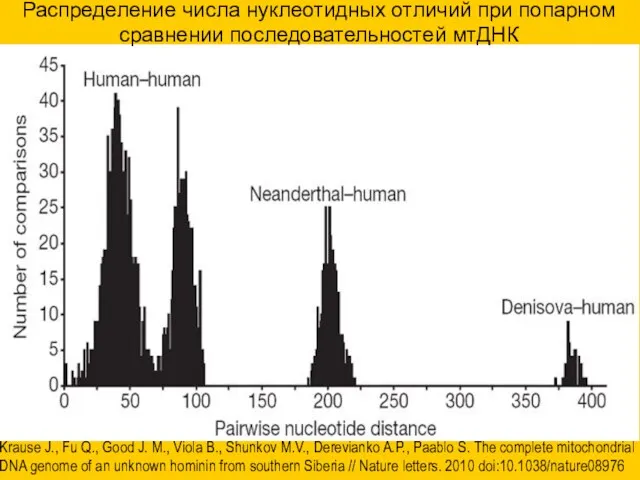 Распределение числа нуклеотидных отличий при попарном сравнении последовательностей мтДНК Krause