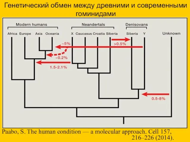 Генетический обмен между древними и современными гоминидами Paabo, S. The