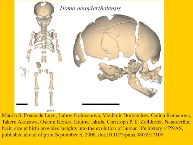 Homo neanderthalensis Marcia S. Ponce de Leуn, Lubov Golovanova, Vladimir