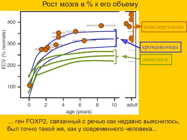 шимпанзе кроманьонцы неандертальцы Рост мозга в % к его объему