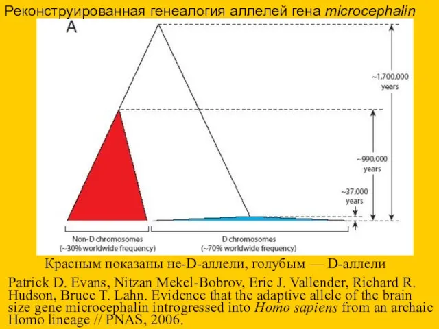 Реконструированная генеалогия аллелей гена microcephalin Красным показаны не-D-аллели, голубым —