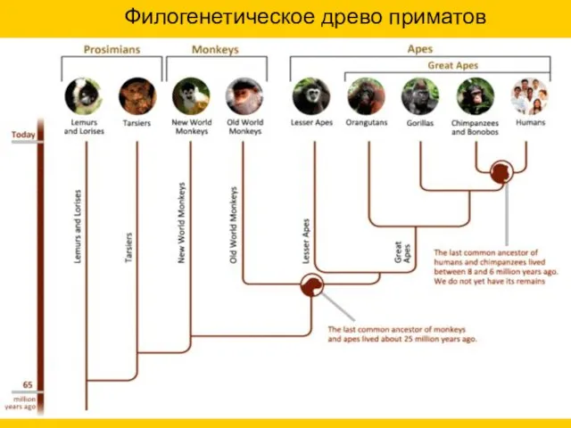 Филогенетическое древо приматов