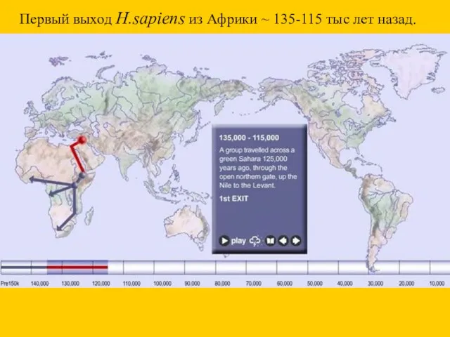 Первый выход H.sapiens из Африки ~ 135-115 тыс лет назад.