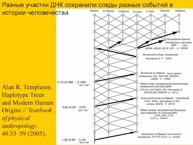 Alan R. Templeton. Haplotype Trees and Modern Human Origins //