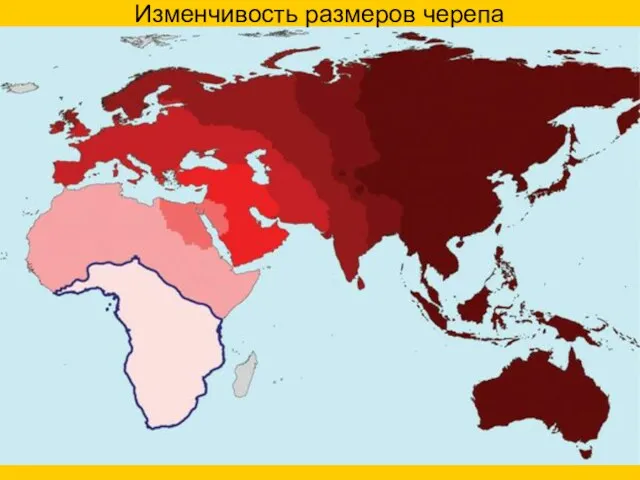 Изменчивость размеров черепа