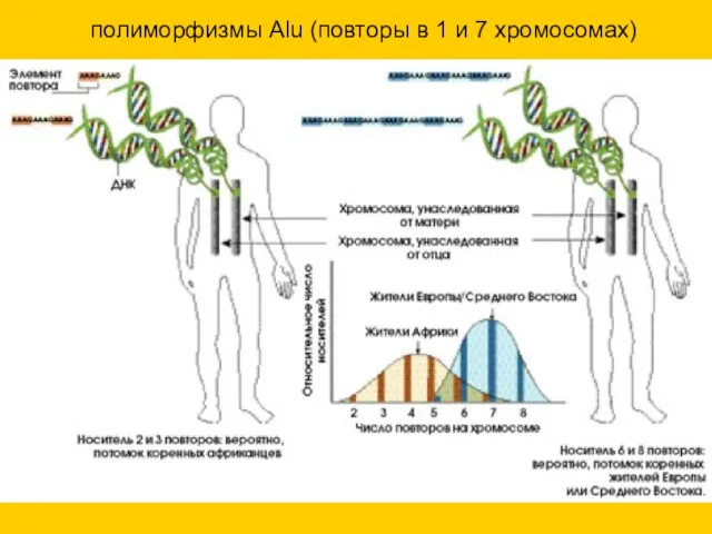 полиморфизмы Alu (повторы в 1 и 7 хромосомах)