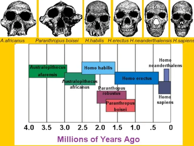 A.africanus Paranthropus boisei H.habilis H.erectus H.neanderthalensis H.sapiens