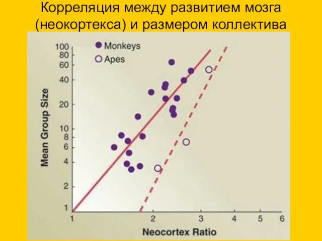 Корреляция между развитием мозга (неокортекса) и размером коллектива