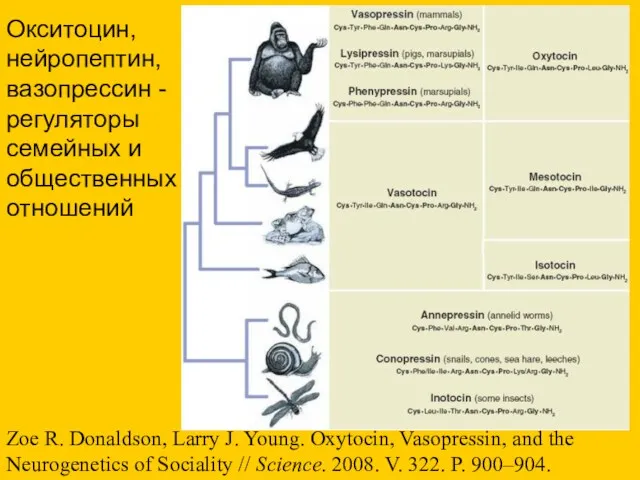 Zoe R. Donaldson, Larry J. Young. Oxytocin, Vasopressin, and the