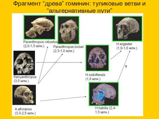 Фрагмент “древа” гоминин: тупиковые ветви и “альтернативные пути”